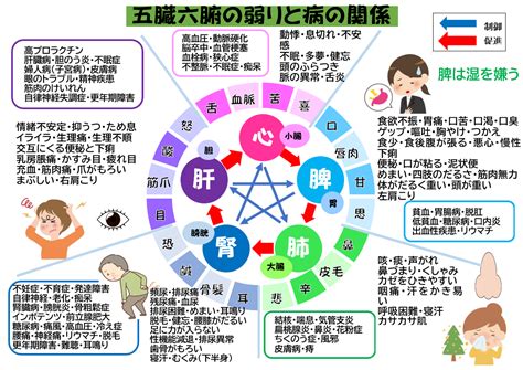 五腑|五臓六腑について【わかりやすく解説】 